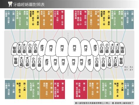 牙齒經絡|牙齒和經絡及其對全身之影響